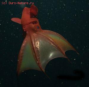 -  (Vampyroteuthis infernalis)