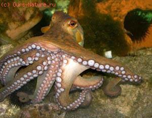  (Octopus vulgaris)