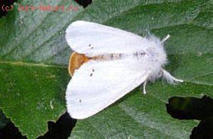  (Euproctis chrysorrhoea)