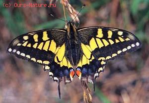  (Papilio machaon)