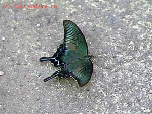   (Papilio bianor)