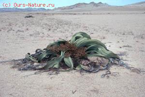   (Welwitschia mirabilis)