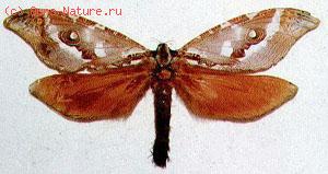   (Zelotypia staceyi)
