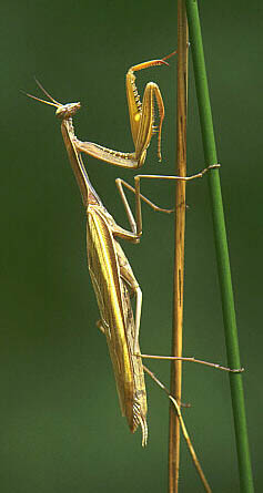 Богомол (Mantis religiosa)