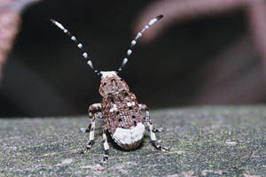  (Anthribus albinus)