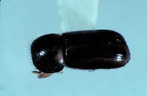 Древесинник хвойный (Trypodendron lineatum)