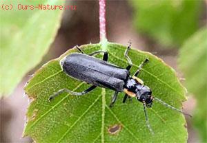   (Cantharis fusca)