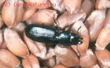  (Tenebrioides mauritanicus)