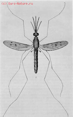   (Anopheles maculipennis)