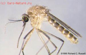 Комар-пискун (Culex pipienis)