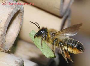 Пчела-листорез (Megachile cenuncularis)
