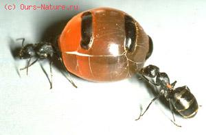 Муравей медовый (Camponotus inflatus)