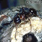   (Camponotus truncatus)