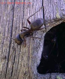 - (Camponotus herculeanus)