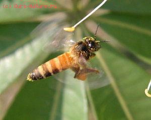 Пчела индийская большая (Apis dorsata)