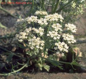  (Anisum vulgare)
