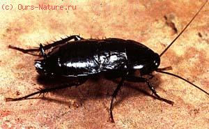 Таракан чёрный (Blatta orientalis)
