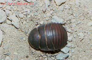 Таракан-черепашка соссюра (Polyphaga saussurei)