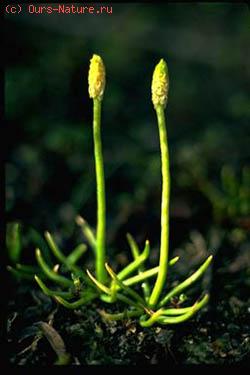   (Phylloglossum drummondii)