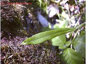  (Lepisorus ussuriensis)