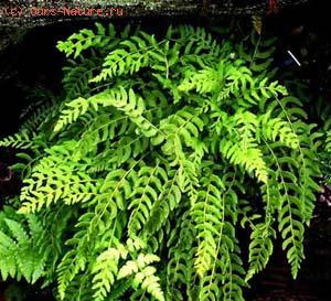   (Woodsia ilvensis)