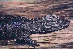   (Alligator sinensis)