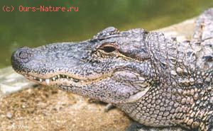   (Alligator mississippiensis)