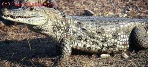   (Caiman crocodilus)