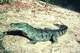   (Crocodylus palustris)