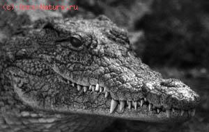   (Crocodylus niloticus)