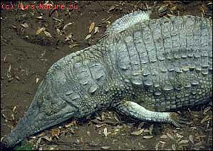   (Crocodylus intermedius)
