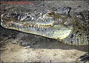   (Crocodylus acutus)