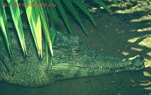   (Crocodylus johnsoni)