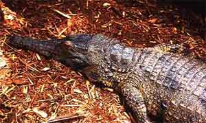    (Crocodylus cataphractus)