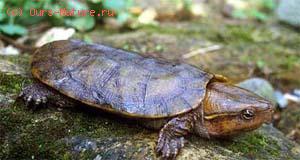Черепаха большеголовая (Platysternon megacephalum)
