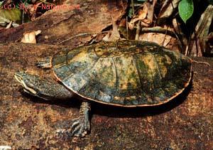 Черепаха жабоголовая (Phrynops geoffroanus)