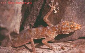    (Ptyodactylus hasselquistii)