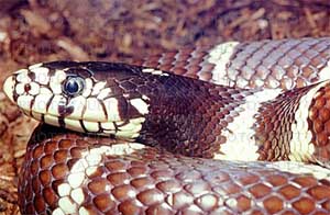Змея коричневая сетчатая (Demansia  textilis)