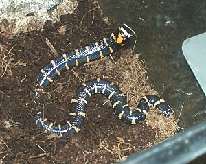   (Cylindrophis rufus)
