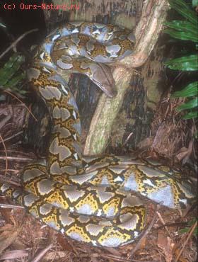   (Python reticulatus)