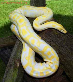 Питон тигровый (Python molorus)