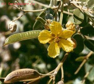   (Cassia acutifolia)