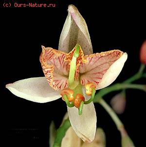   (Tamarindus indica)