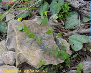   (Lathyrus aphaca)