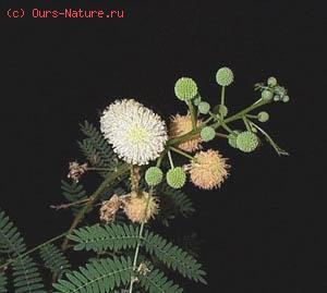   (Leucaena leucocephala)