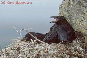 (Corvus corax)