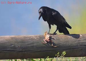   (Corvus coronoides)