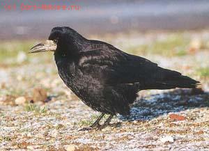  (Corvus frugilegus)