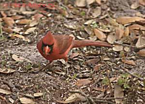    (Cardinalis virginianus)