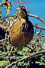   (Macronyx capensis)